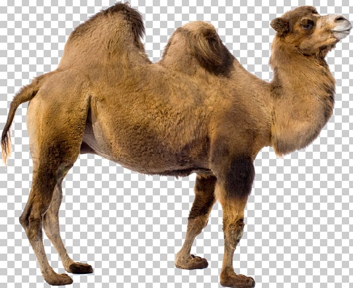 Camels Png