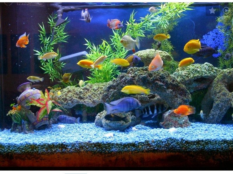 Cara Memasang Background Aquarium