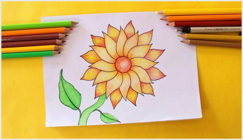 Cara Menggambar Bunga Sepatu Dengan Pensil