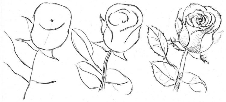 Cara Menggambar Bunga Yang Gampang