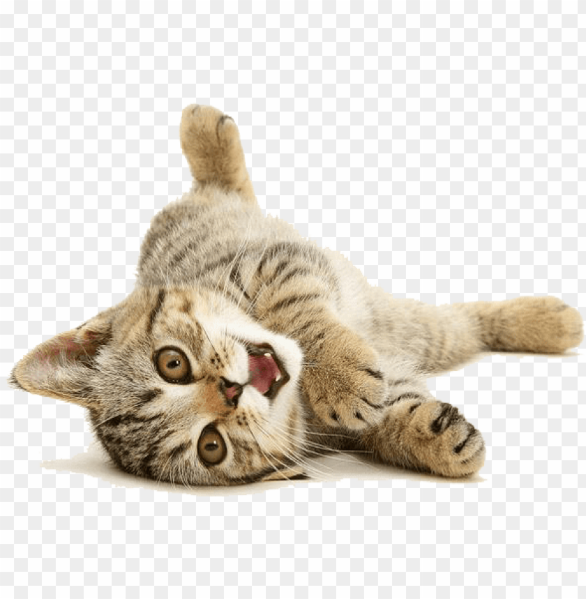 Cat Pictures Png