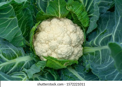 Cauliflower Images