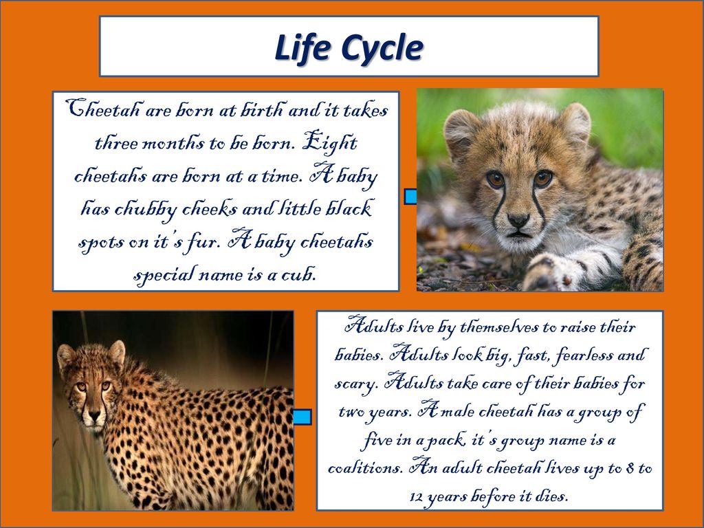 Cheetah Life Cycle Pictures