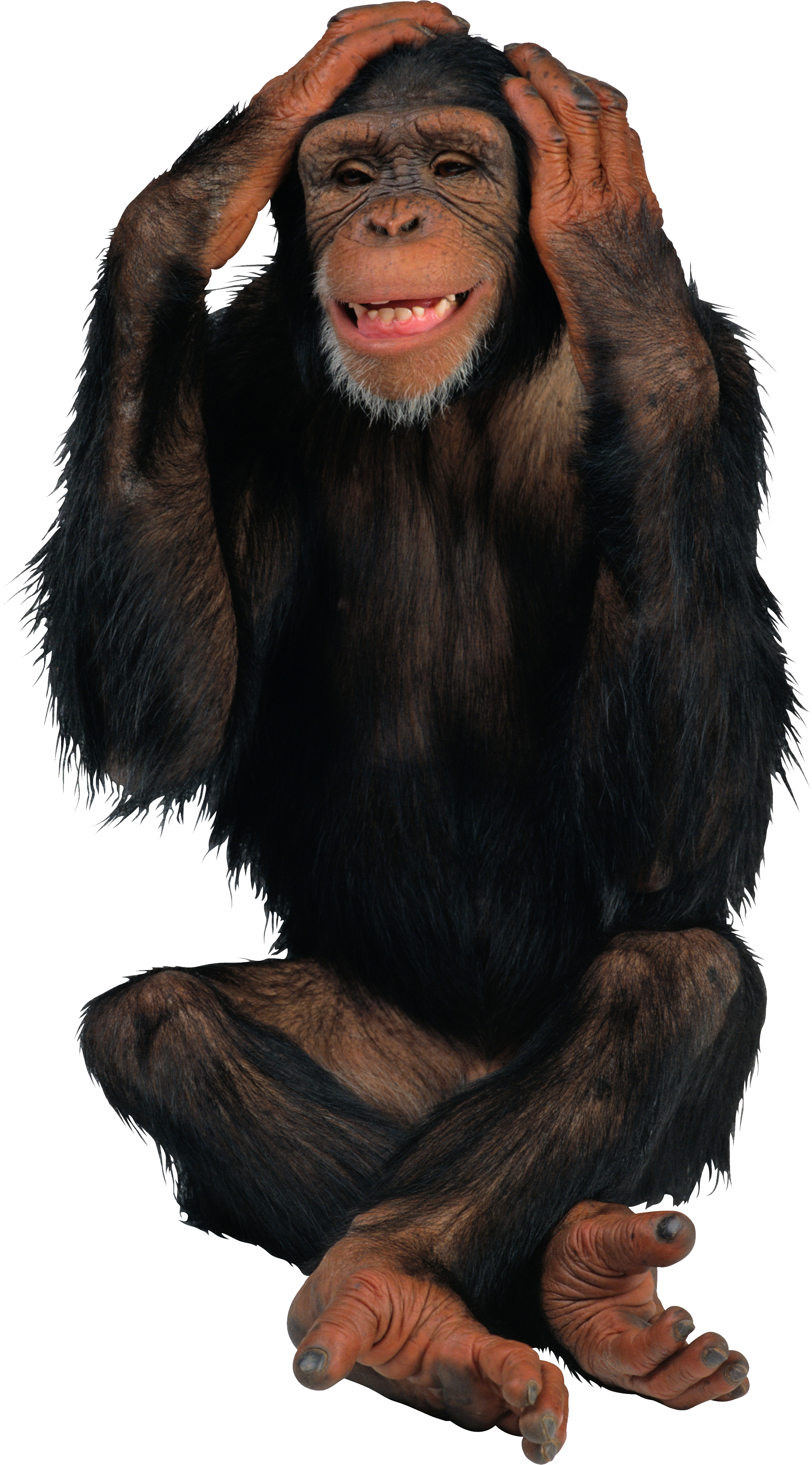 Chimpanzee Png