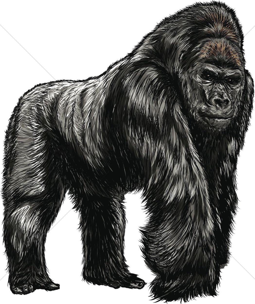 Clipart Gorillas