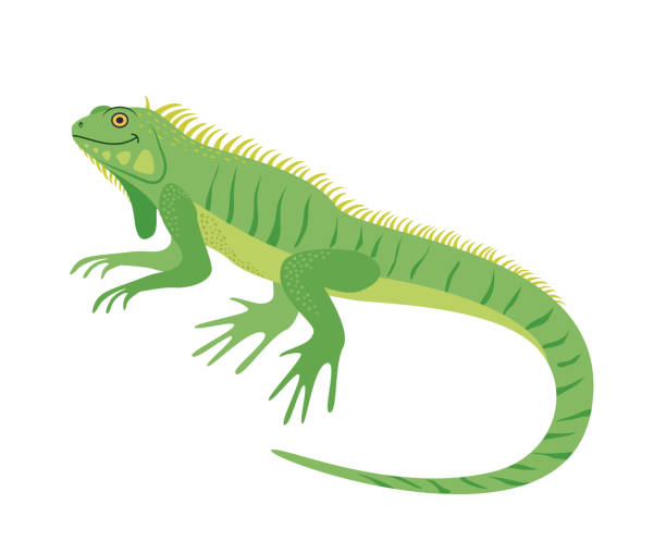 Clipart Iguana