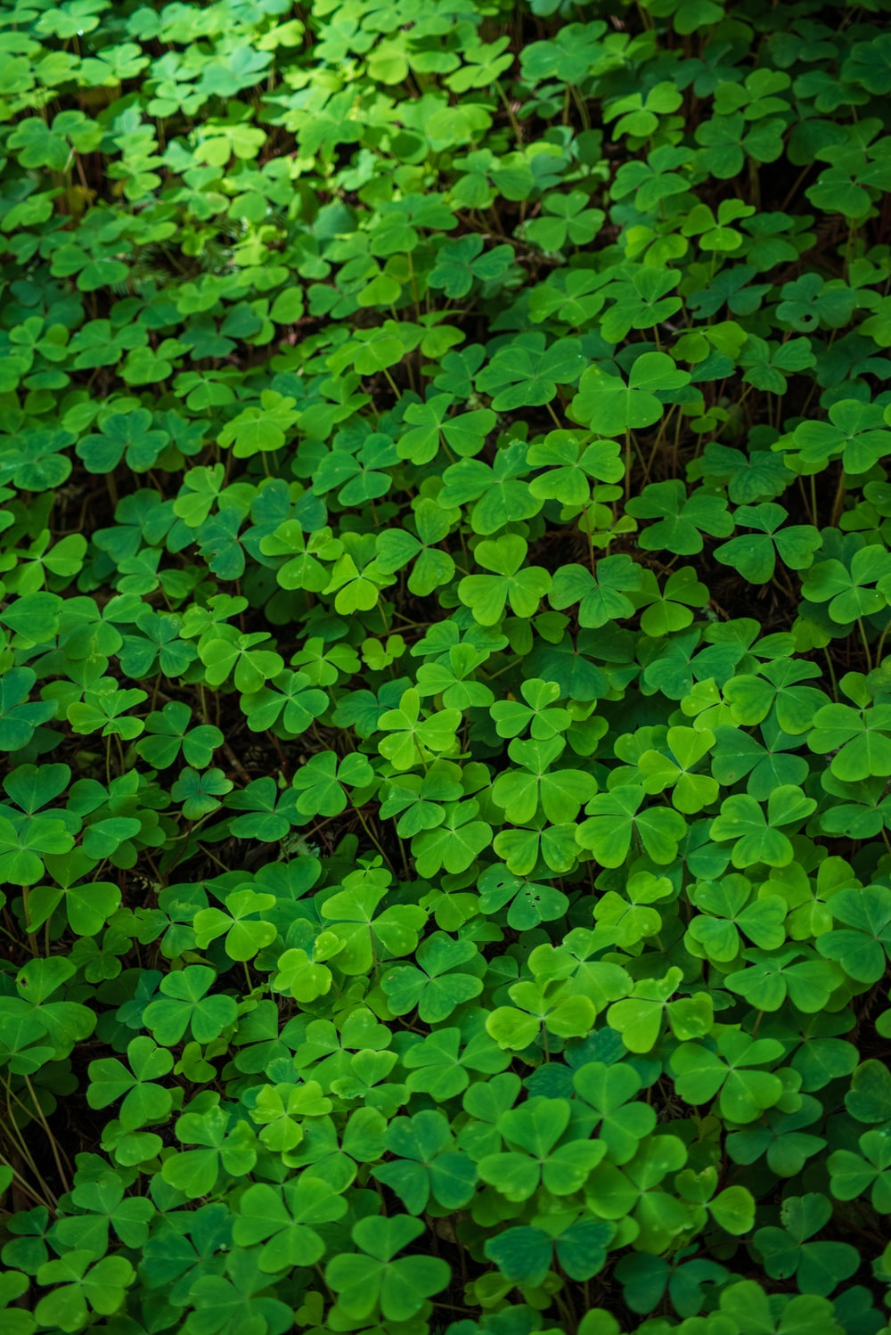 Clovers Pictures