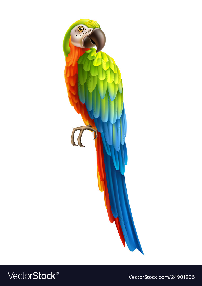 Colorful Parrot Pictures