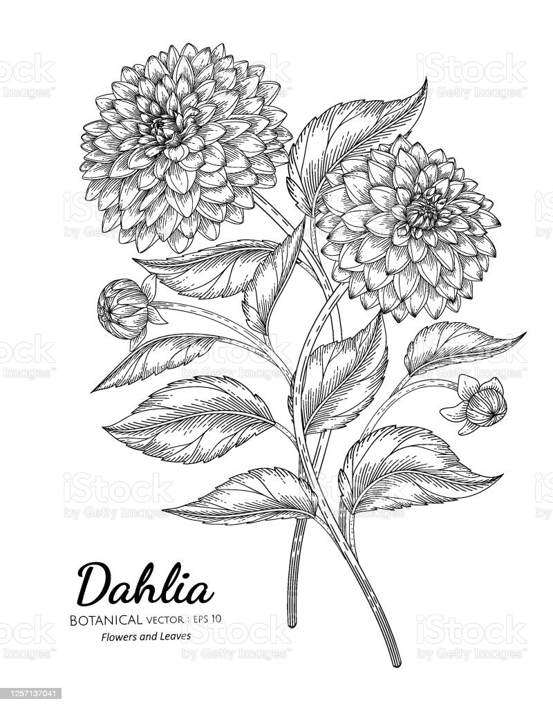 Contoh Gambar Bunga Dahlia