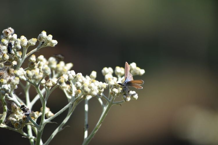 Contoh Gambar Bunga Edelweis