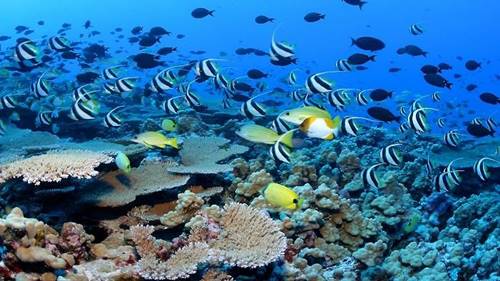Contoh Gambar Ekosistem Laut