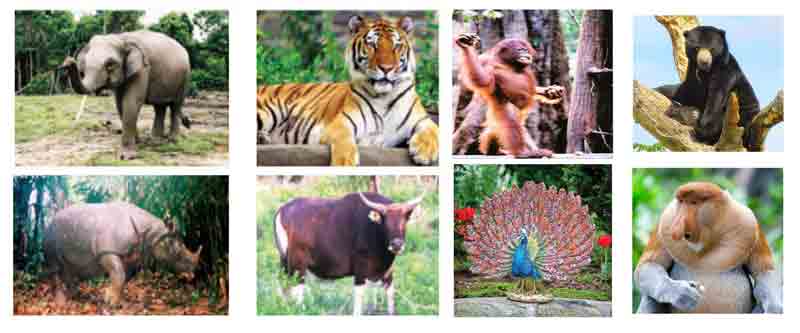 Contoh Gambar Fauna Asiatis