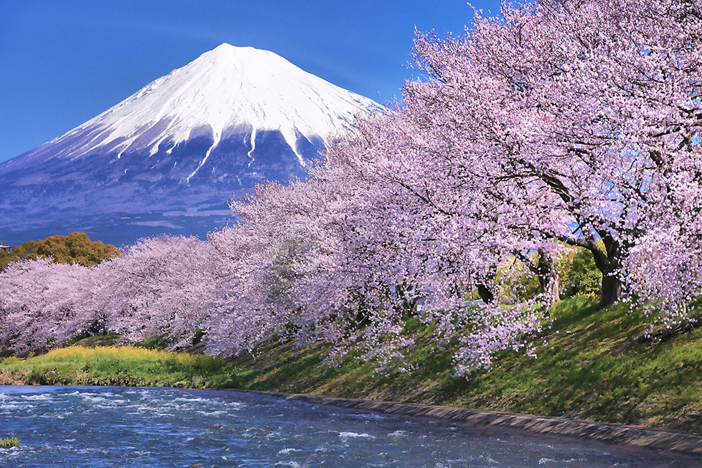 Contoh Gambar Pohon Bunga Sakura