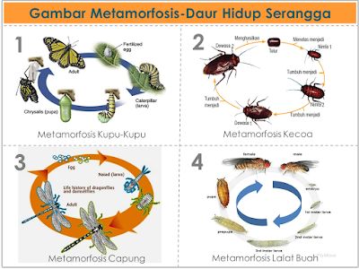 Contoh Metamorfosis Nyamuk