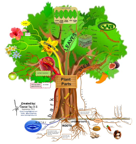 Contoh Mind Mapping Pohon