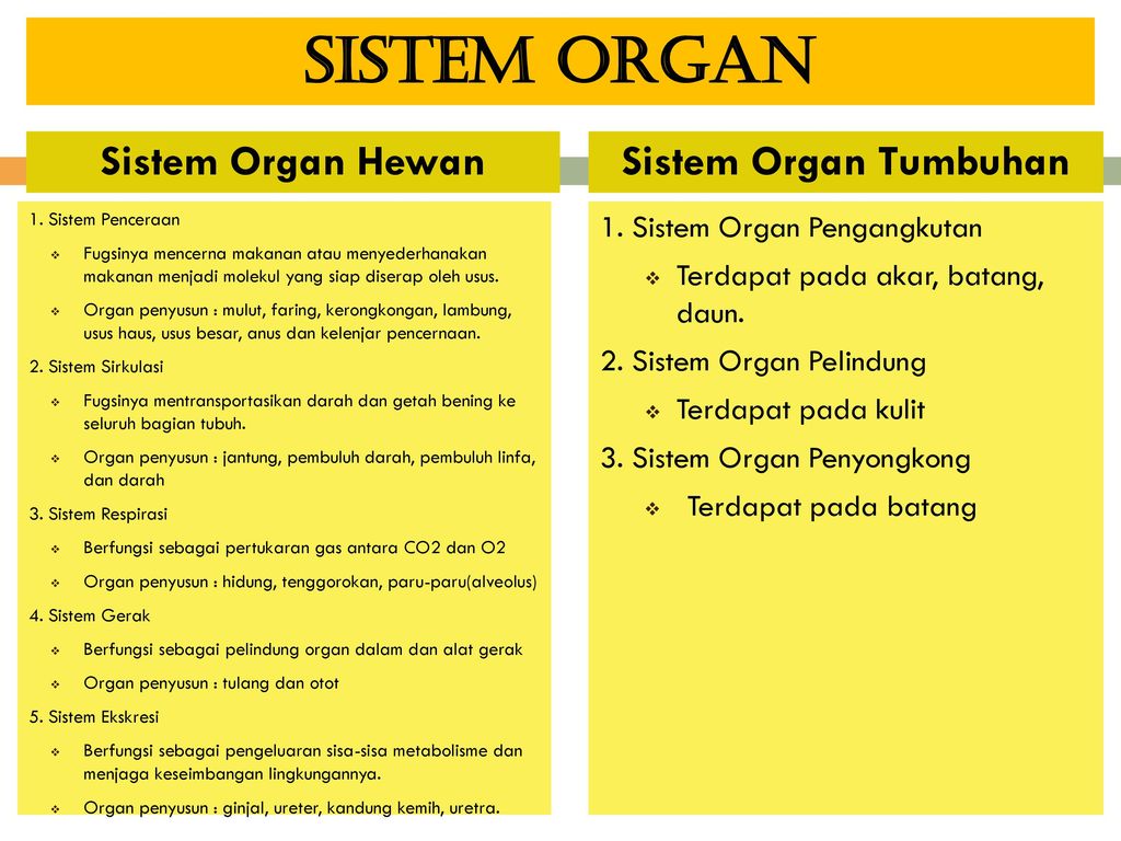 Contoh Sistem Organ Pada Tumbuhan