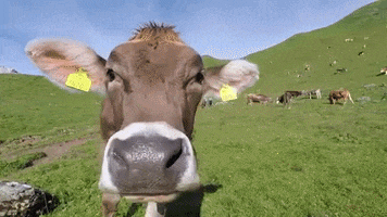 Cow Funny Gif