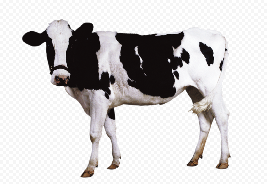 Cow Images Hd