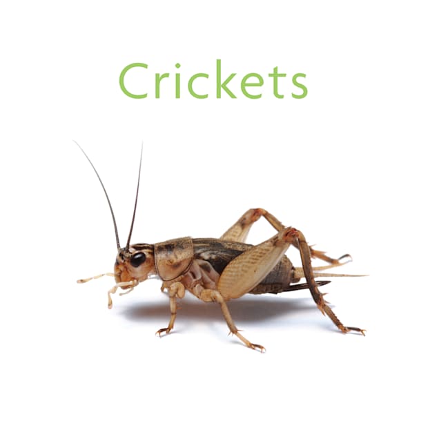 Crickets Images