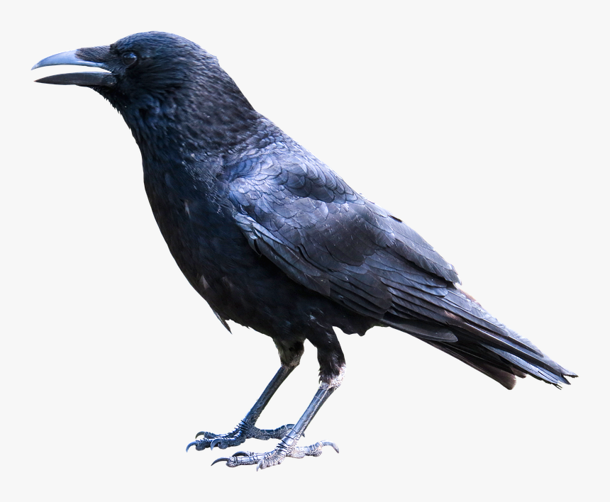 Crow Transparent
