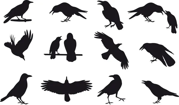 Crow Vector Art