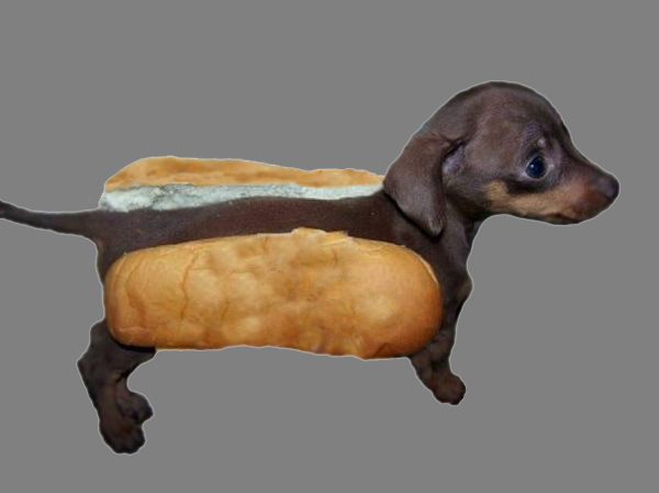 Dachshund Puppy In Hotdog Bun