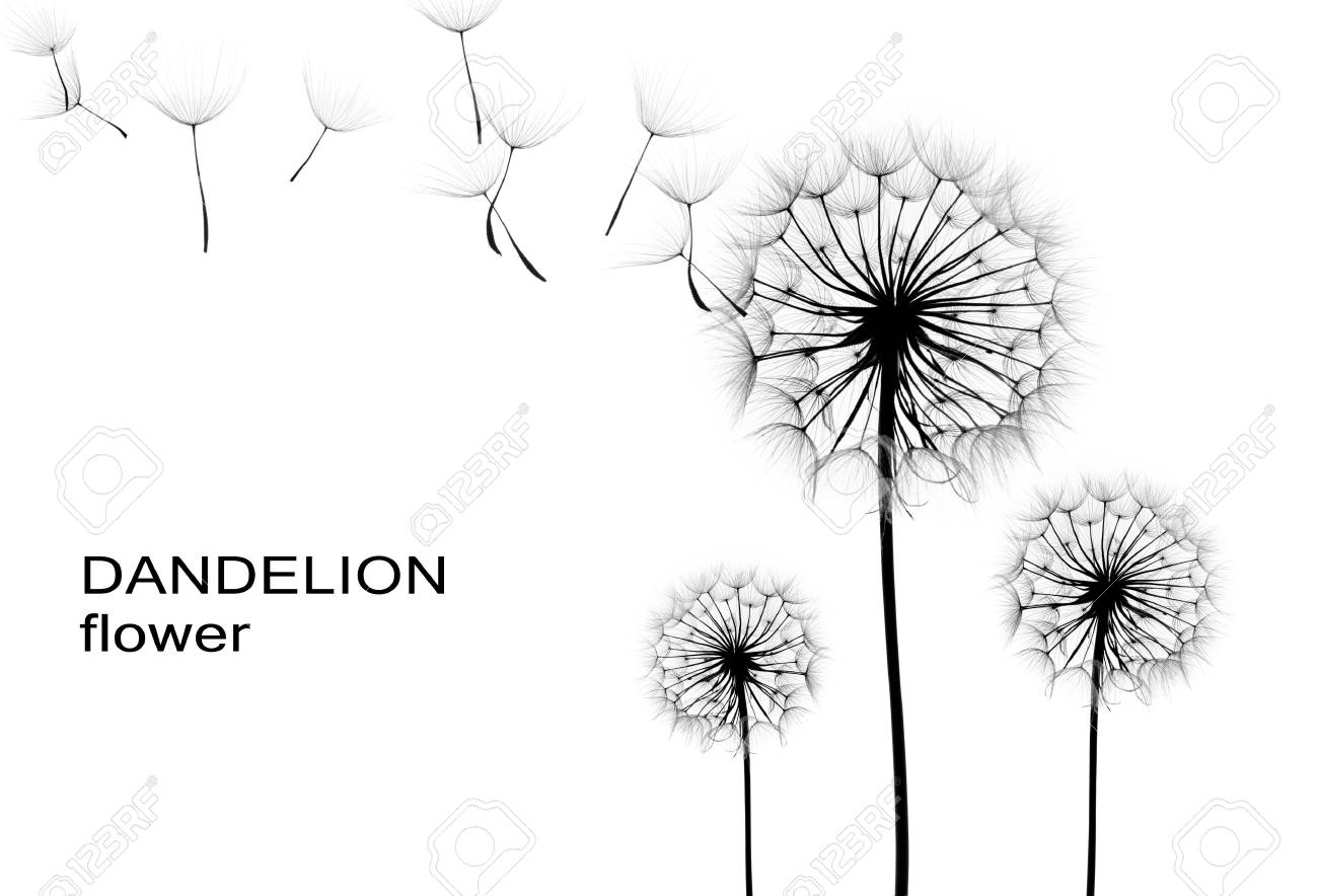 Dandelion Flower Silhouette