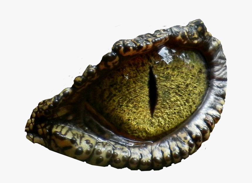 Dinosaur Eye Clipart