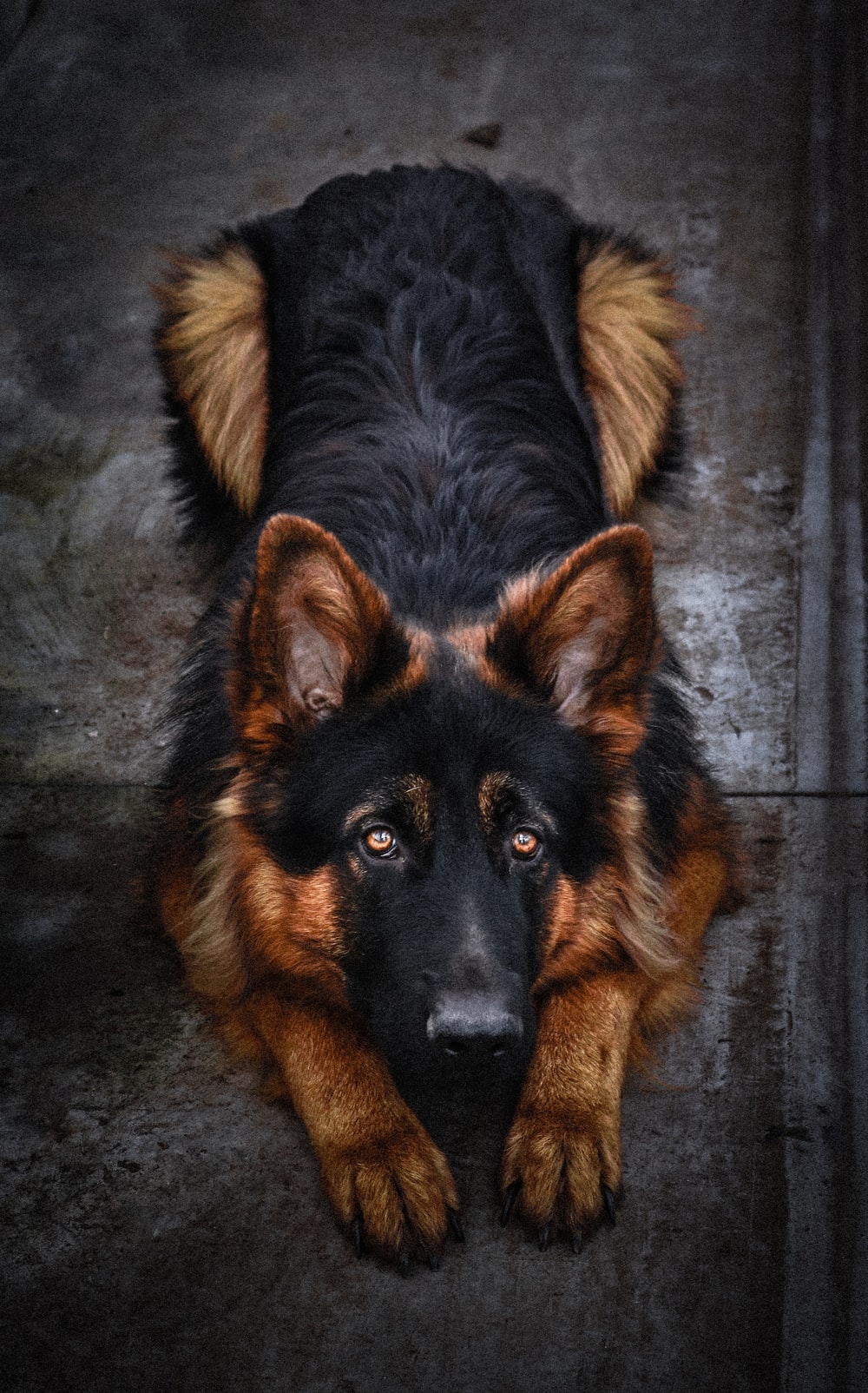 Dog Pictures German Shepherd