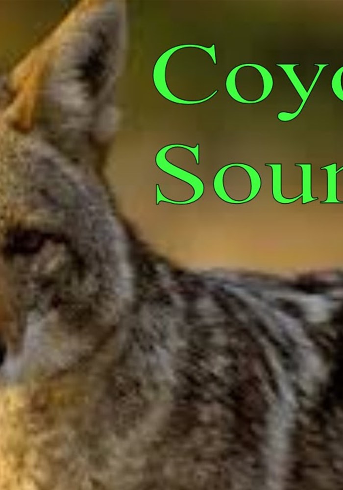 Downloadable Coyote Call