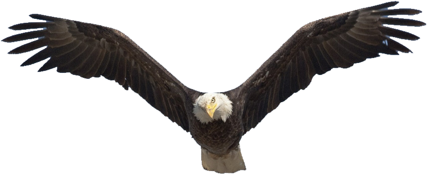 Eagle Soaring Png