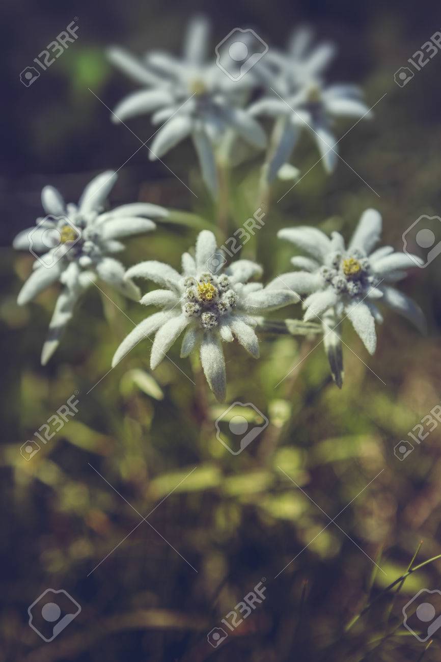 Edelweiss Bouquet
