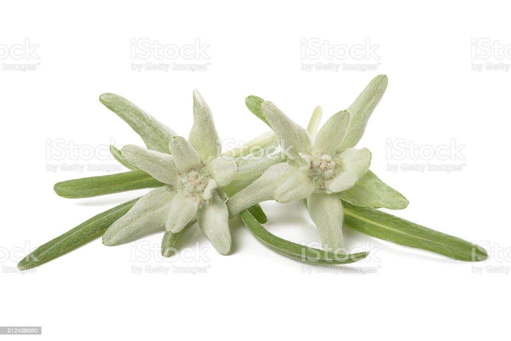 Edelweiss Download