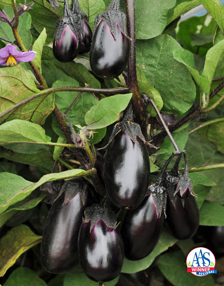 Egg Plant Picture
