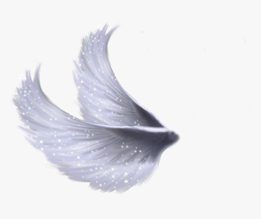 Fairy Wings Transparent Background