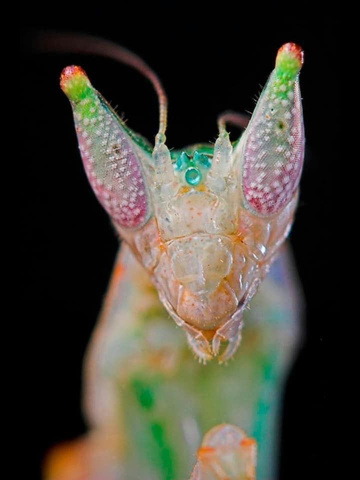Fantasy Life Flower Mantis
