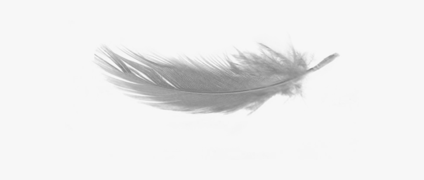 Feathers Transparent Background