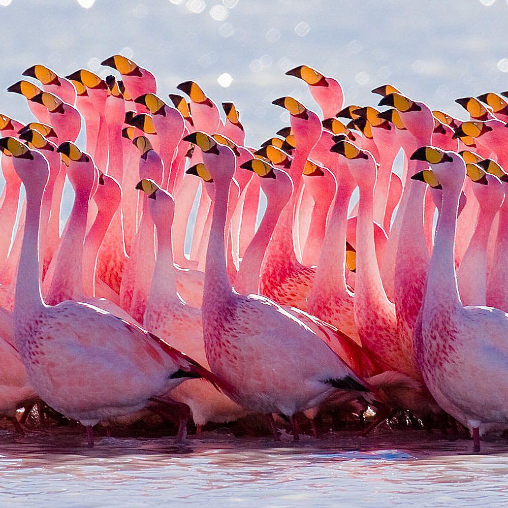Flamingo Gambar