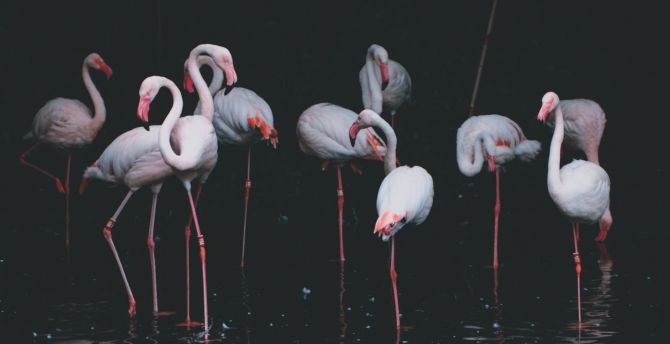 Flamingo Wallpaper Hd