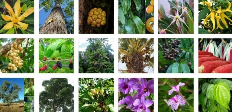 Flora Dan Fauna Asiatis Australis Dan Peralihan