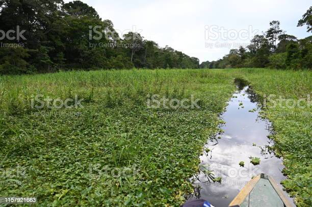 Flora Fauna Hutan Amazon