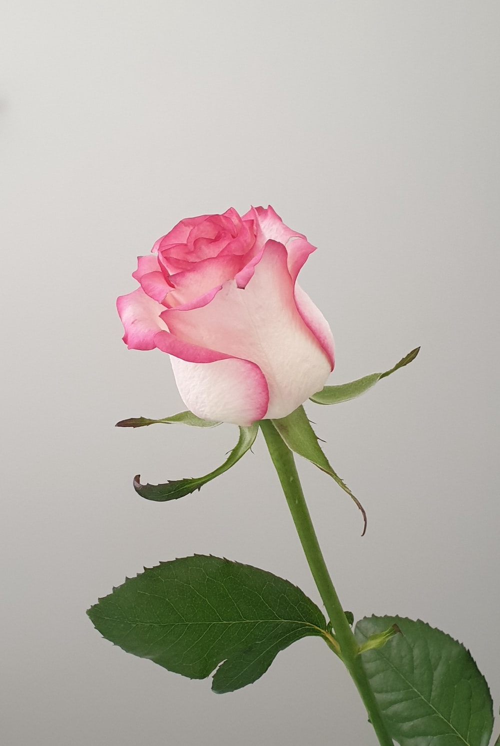 Flowers Pictures Free Download Rose