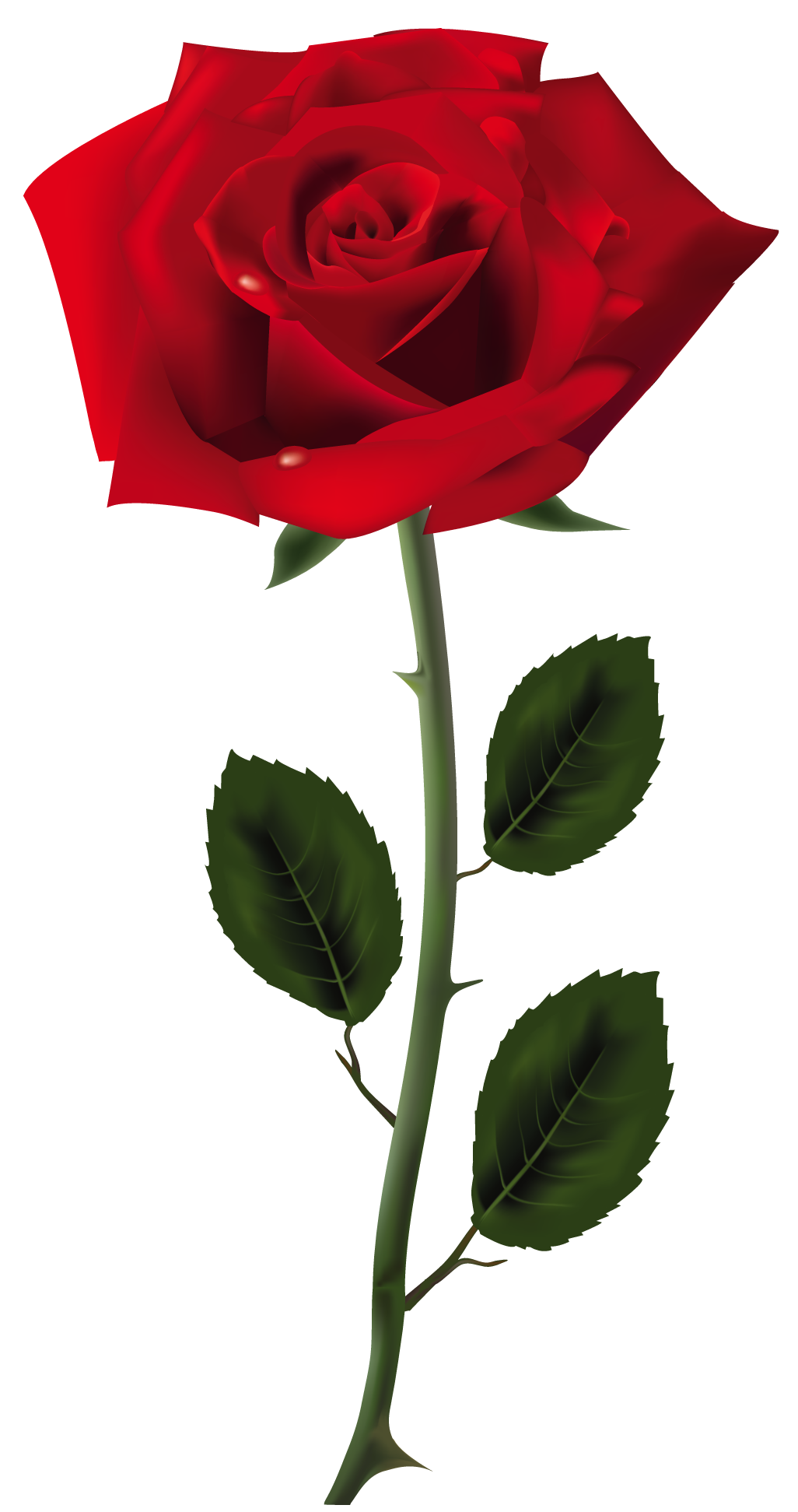 Flowers Rose Png