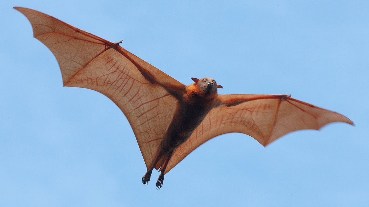 Flying Bats Images