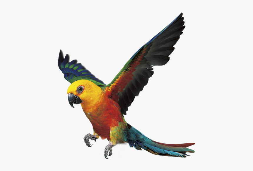 Flying Parrot Png