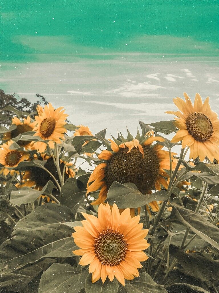 Foto Bunga Matahari Aesthetic