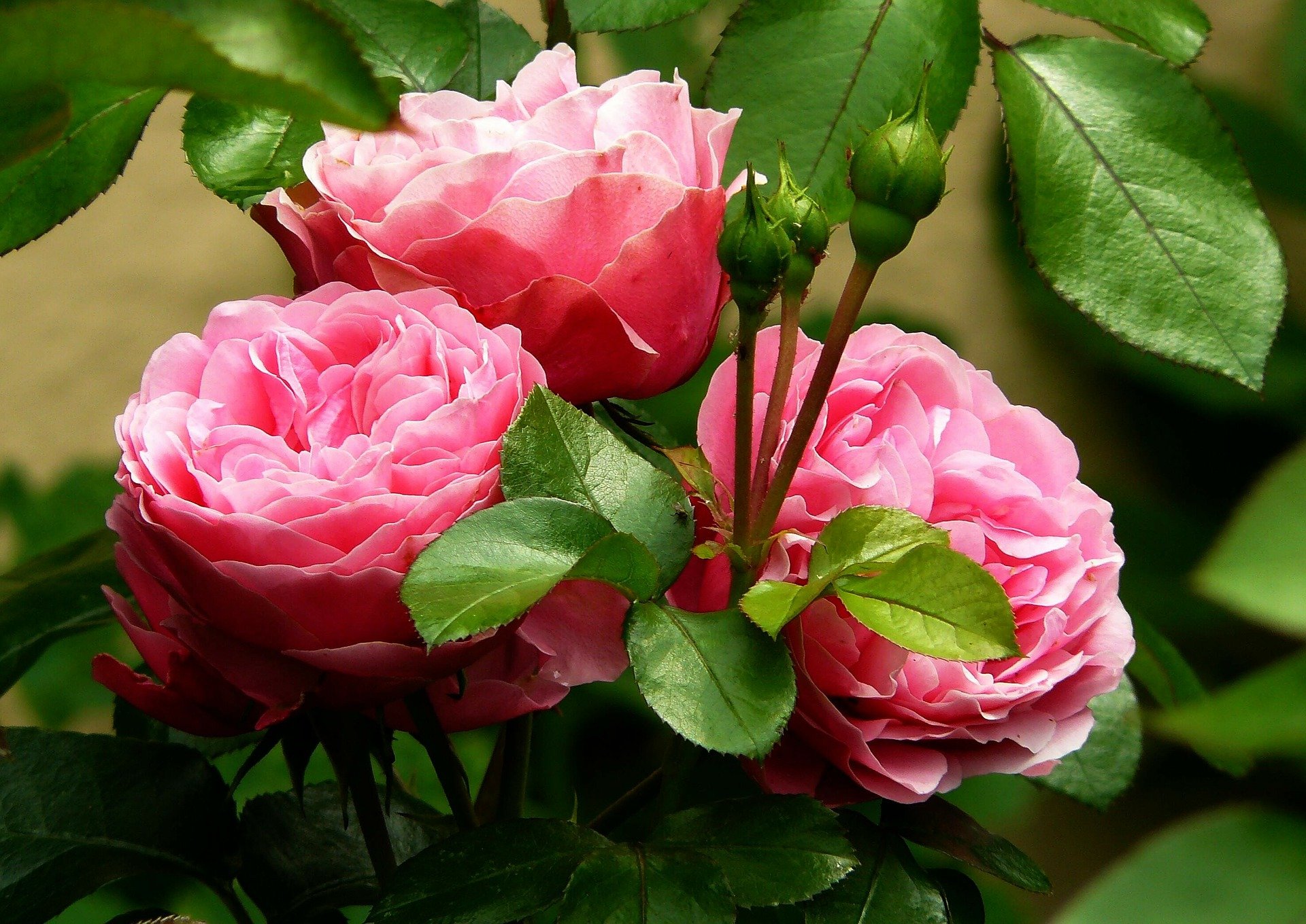 Foto Bunga Mawar Yang Indah