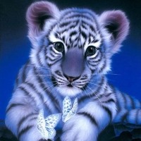 Foto Harimau Putih Keren