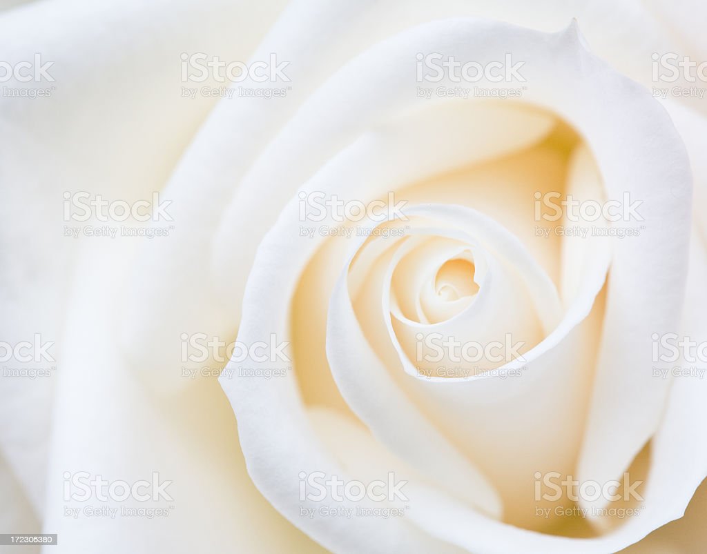 Foto Mawar Putih