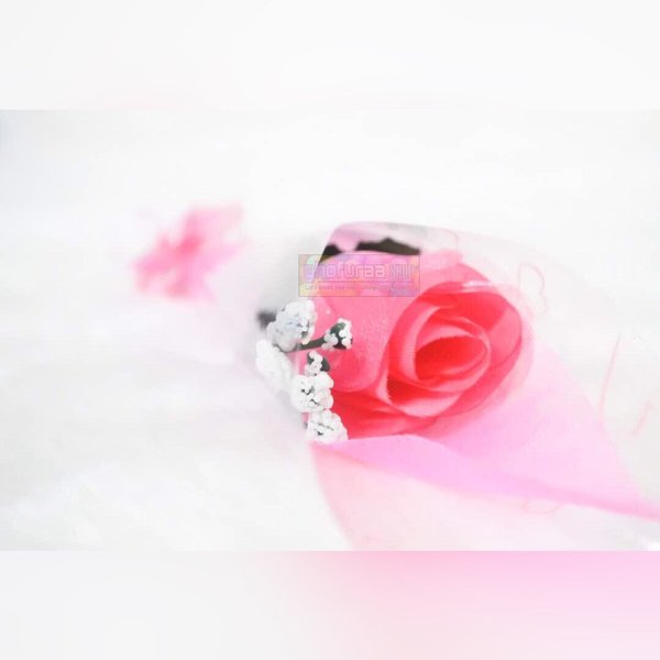 Foto Setangkai Bunga Mawar Pink